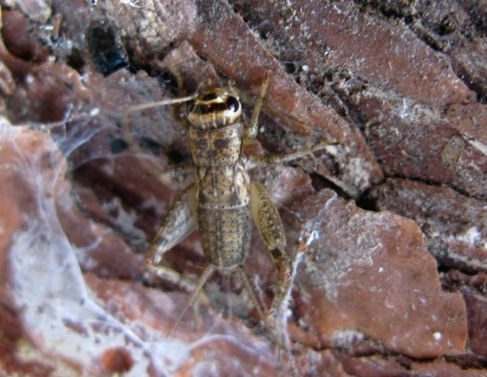 Ninfa di Eumodicogryllus bordigalensis